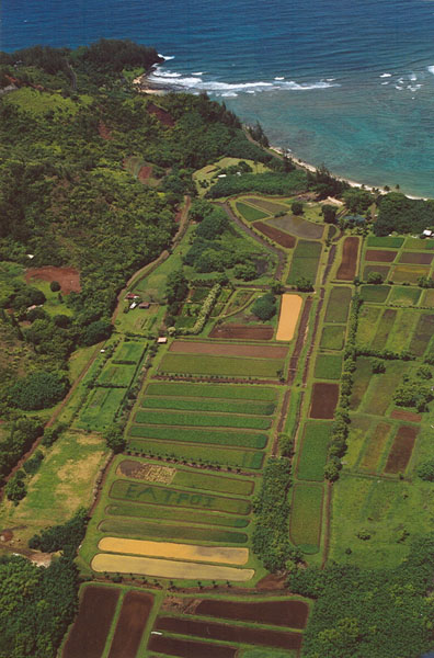 Helicopter tour in Kauai, Hawaii: view of Poi fields