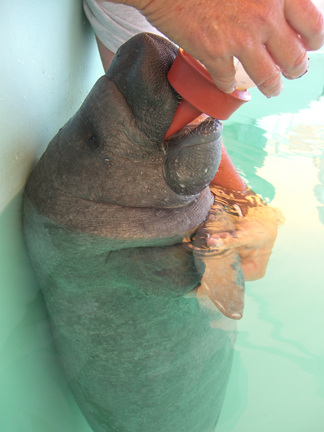 Watching a baby manatee be fed its bottle during our Marine Mammal Keeper Experience at SeaWorld