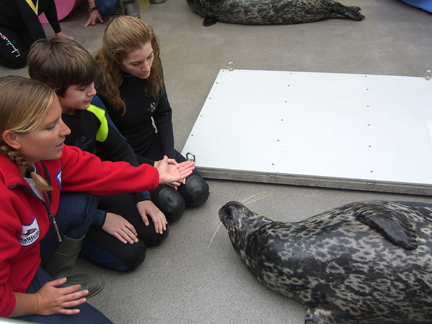 Watching a seal training session during our Marine Mammal Keeper Experience at SeaWorld