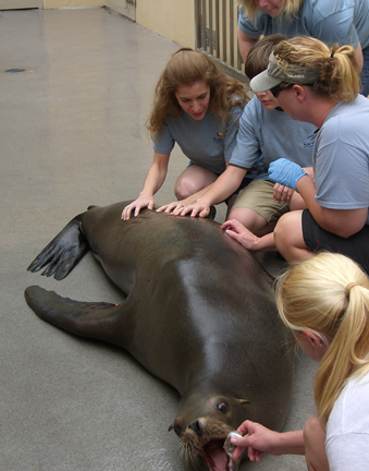 Getting up close with and petting a sea lion during our Marine Mammal Keeper Experience at SeaWorld
